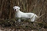 DOGUE ARGENTIN 498